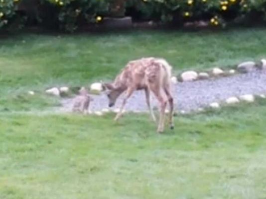 Cute Overload! Meet this deer and bunny relationship