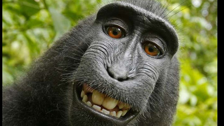 Does monkey own rights to this selfie?