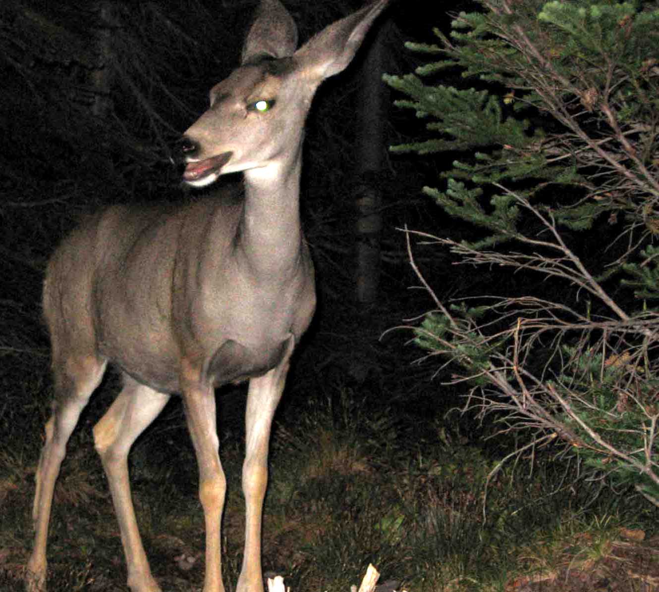 LOL: Oregon City Overrun By Aggressive Deer