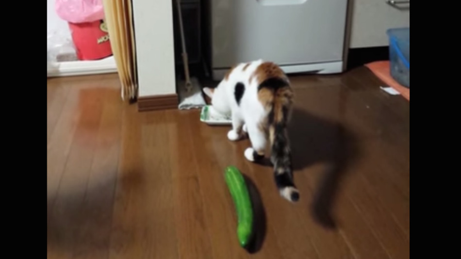 Stop Scaring Your Cats With Cucumbers People!