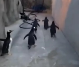 Watch These Penguins Pull A Real Life “Madagascar” And Try To Escape!