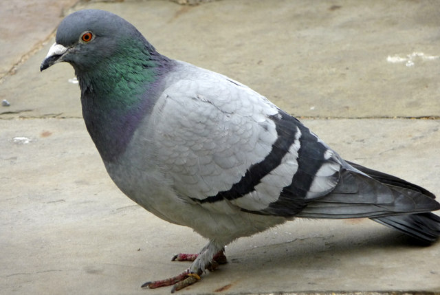 Doctors Are Teaching Pigeons To Diagnose Breast Cancer?!