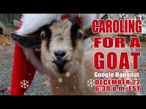 Tis The Season: Goats Caroling!