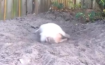 ADORABLE: This Little Pig Has The “Zoomies”