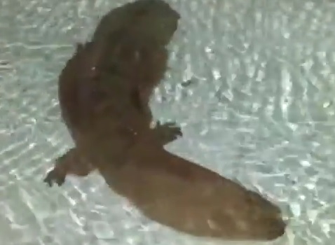 See The 200 Year Old Salamander Scientists Found ALIVE!