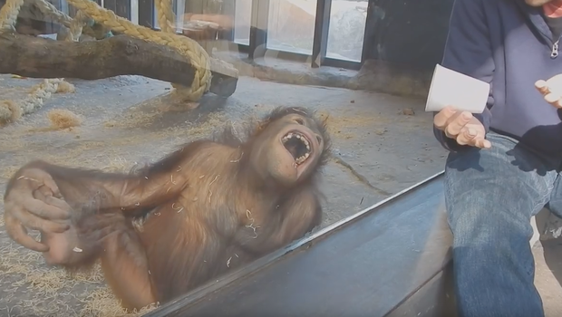 Watch: Baby Orangutan Flips Out Over Magic Trick