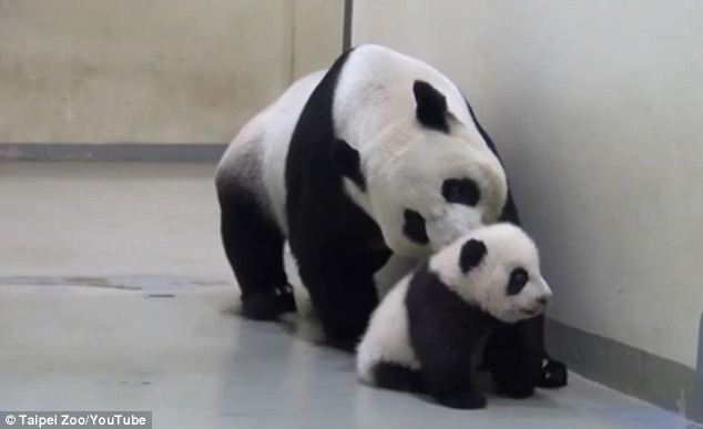 VIDEO: Mommy Panda Puts Baby Panda To Sleep