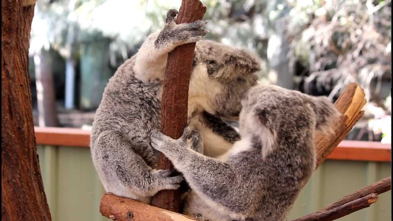 VIDEO: This Koala Gets Kicked Out Of Tree And Throws A Fit!