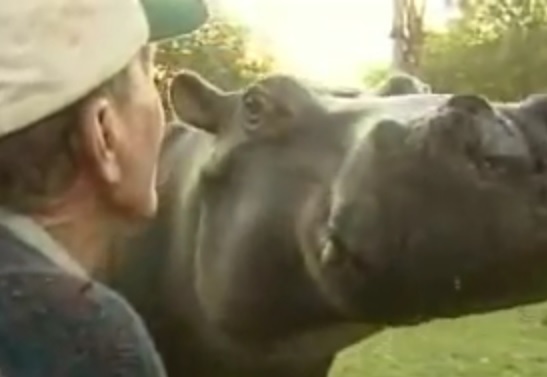 This Family Has A Pet Hippo That Lives IN THEIR HOUSE!