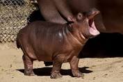 VIDEO: Look At This Adorable Baby Hippo