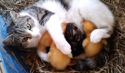 VIDEO: Mama Cat Takes Care of Ducklings!