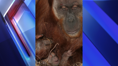 Baby Orangutan Born at The Indy Zoo