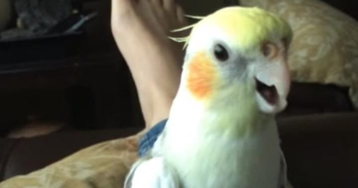 WATCH: This Little Bird Can Mimic Your iPhone Ringtone Perfectly